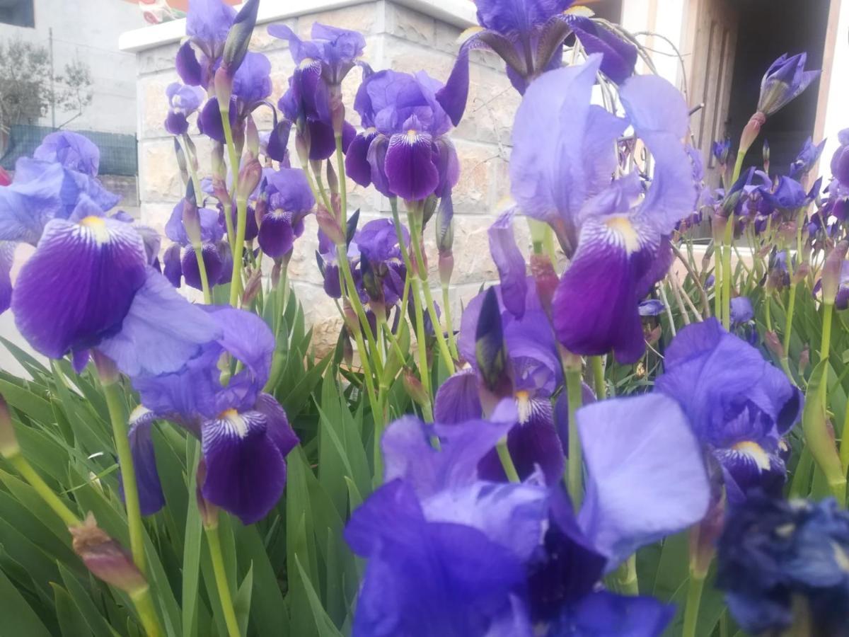 Castello Flower Apartment Kaštela Kültér fotó